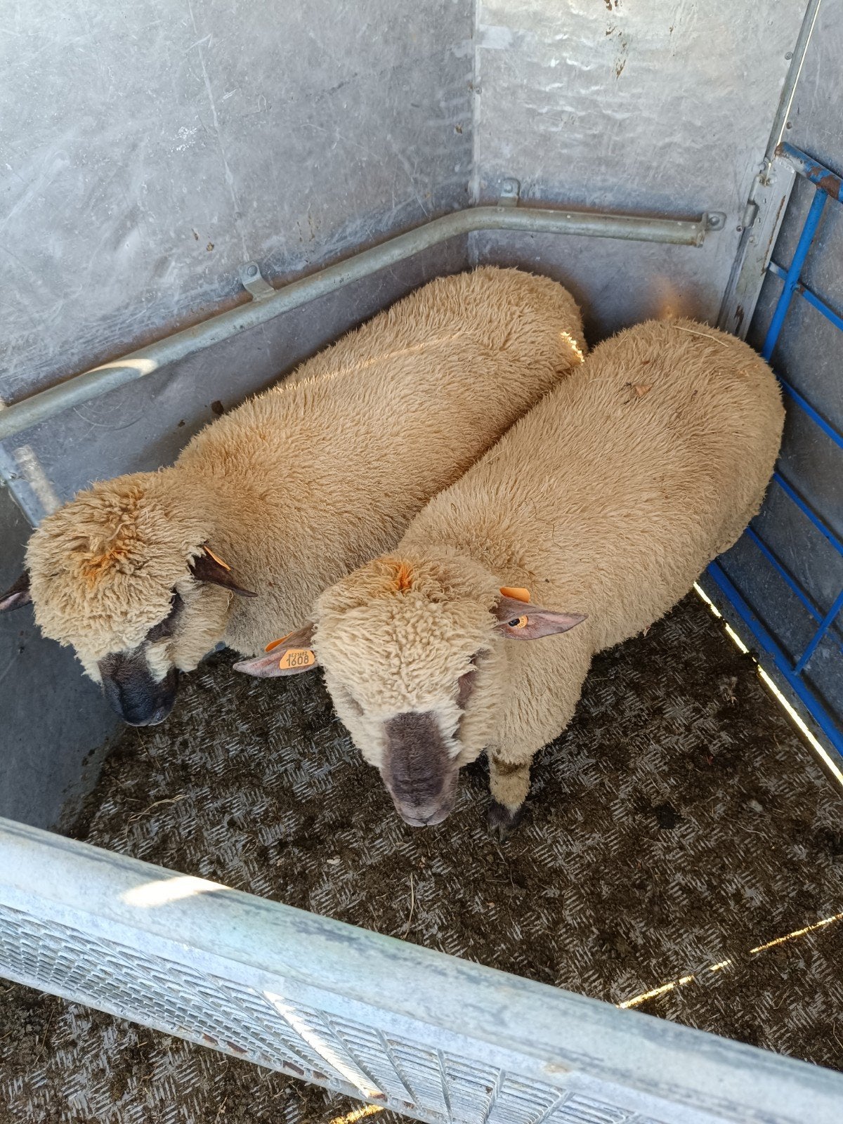 Mooi schapen bokken