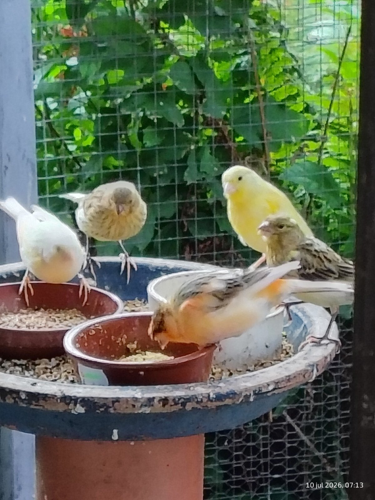 jonge kanaries uit buiten volière, Dieren en Toebehoren