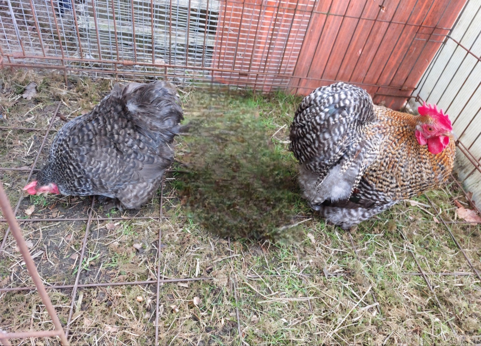 Cochin kriel 2025 koekoekskleuren, Dieren en Toebehoren, Pluimvee