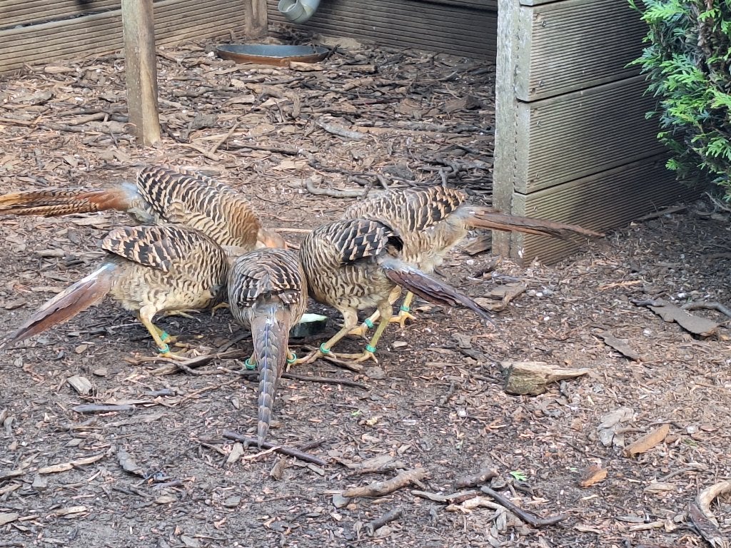 Goudfazanten 5000 reeks, Mai, Plusieurs animaux