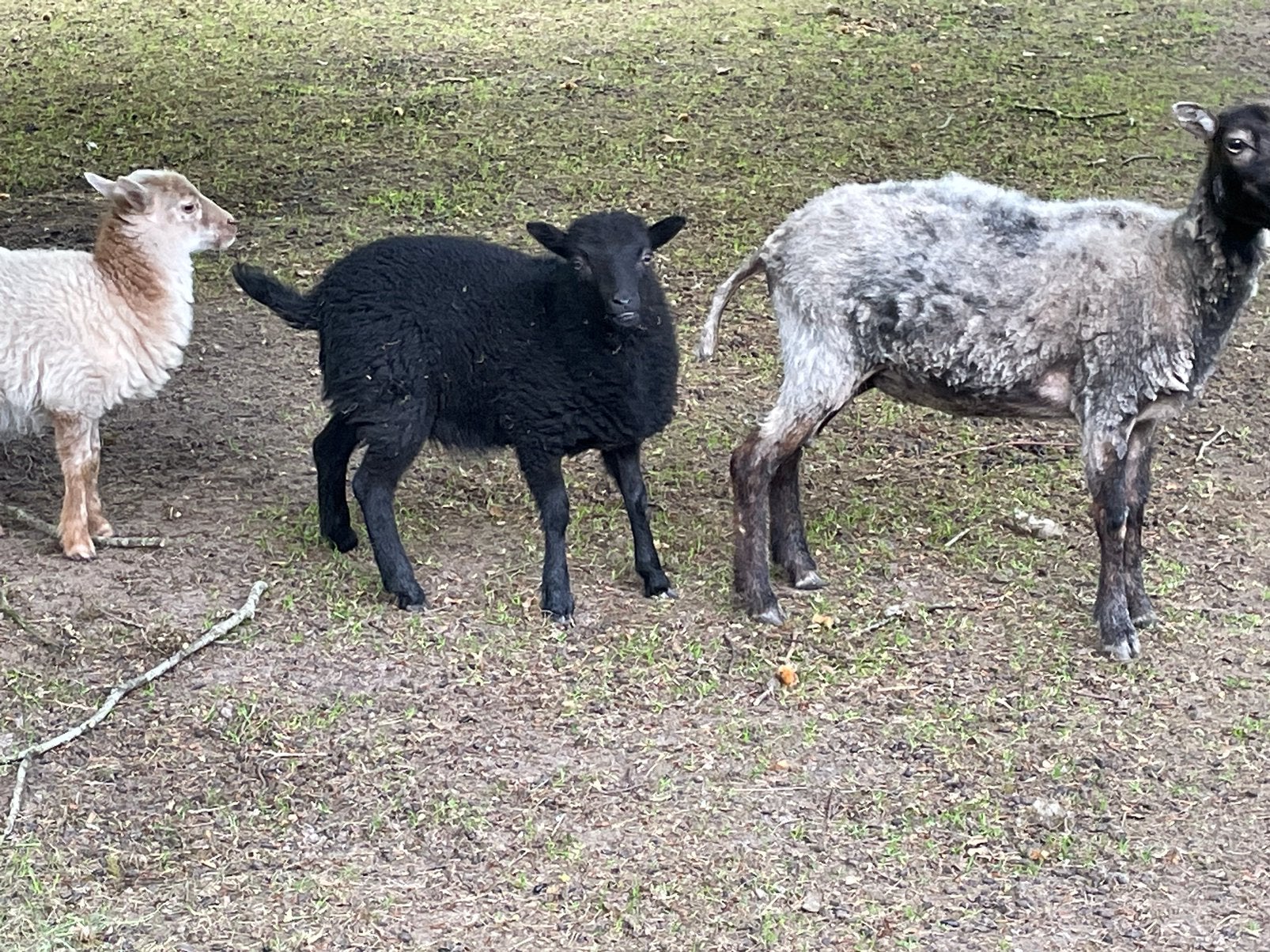 Ouessant ooitje, Femelle, Mouton, 0 à 2 ans