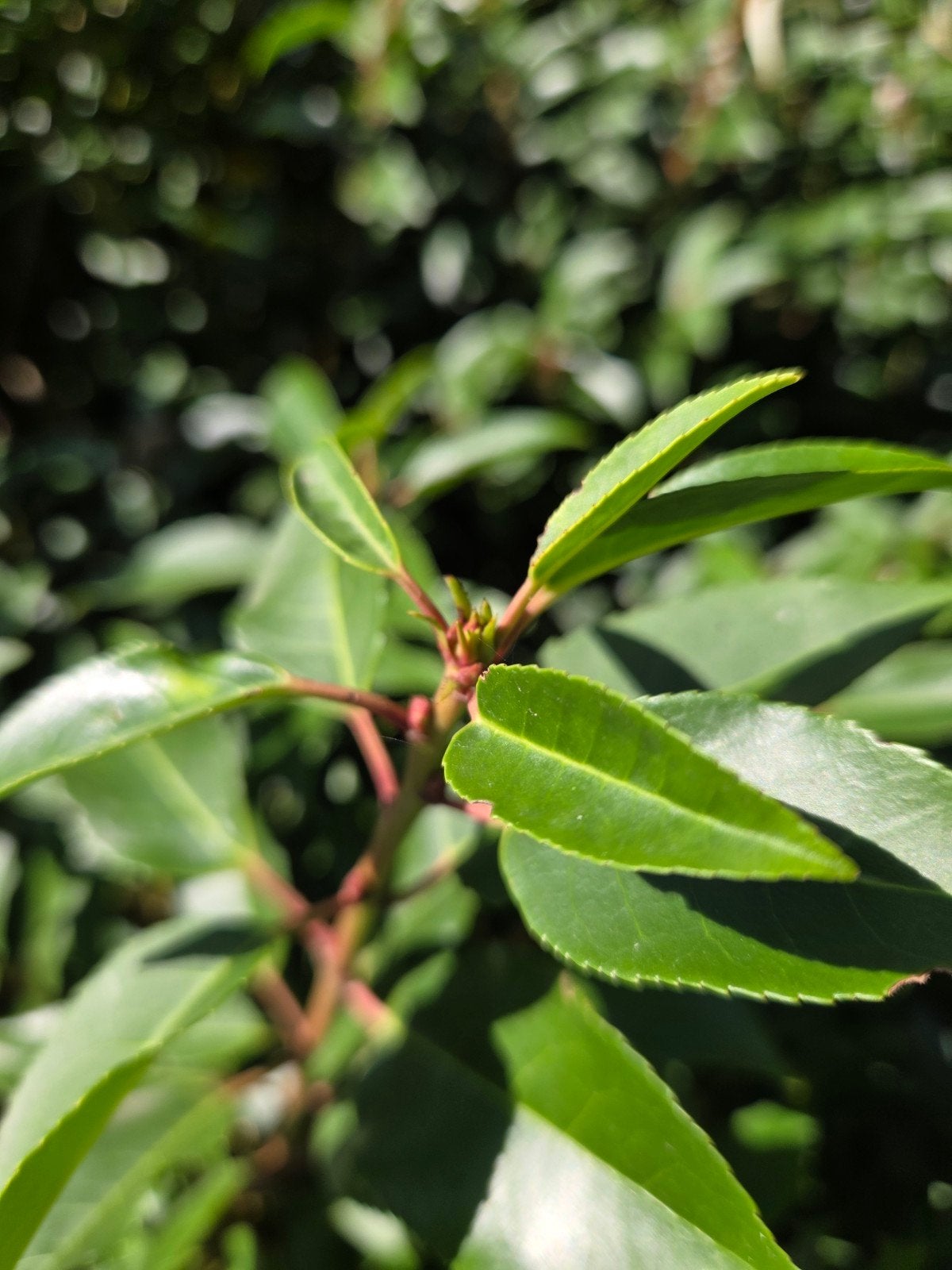 WEEK-END DES PLANTES — VENTE TOTALE DE LAURIERS PORTUGAIS 
L, Enlèvement, Haie de hêtre, Haie