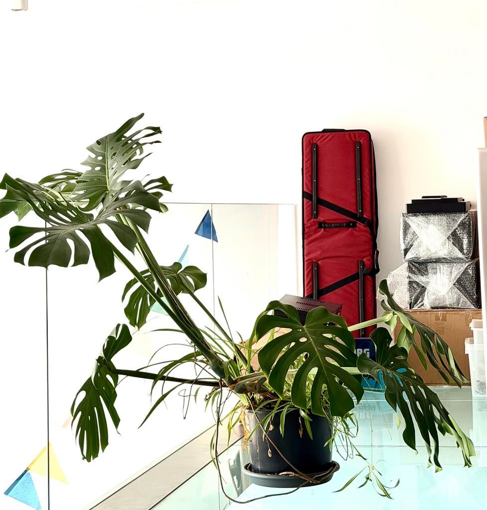 Monstera 1m30 hoog, 1m40 breed, Enlèvement