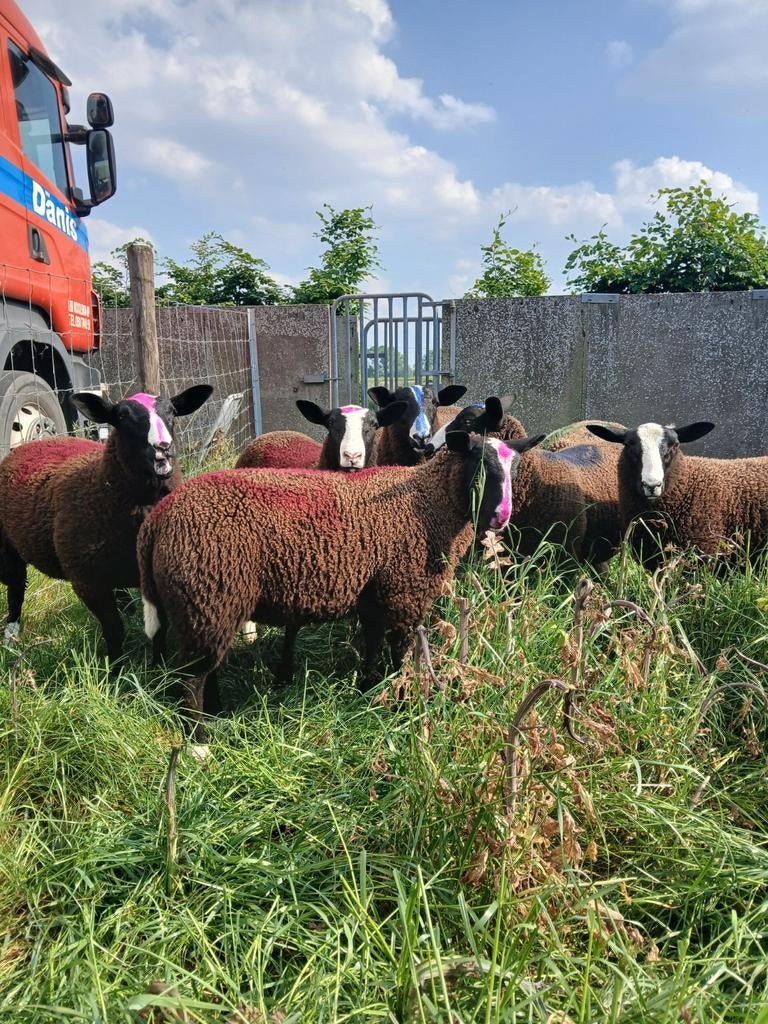Zwartbles lammeren