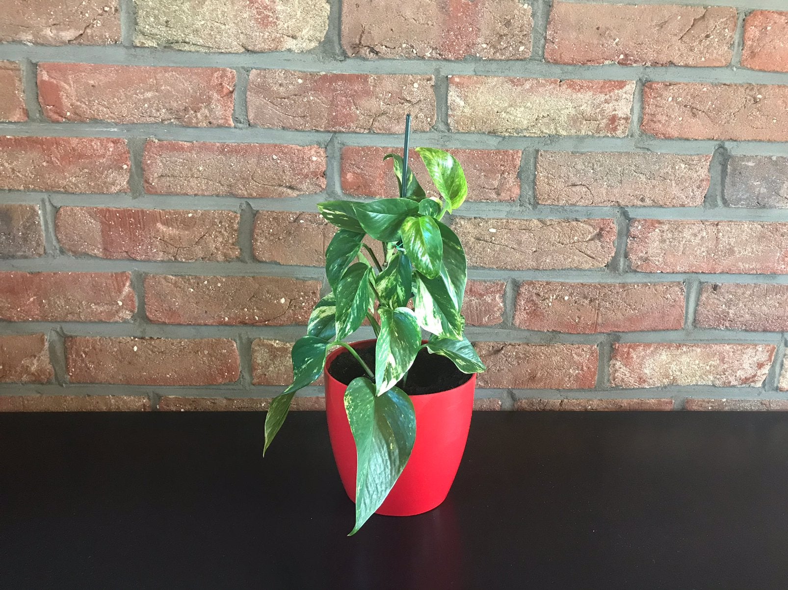 Kamerplant Epipremnum, Ophalen, Overige soorten