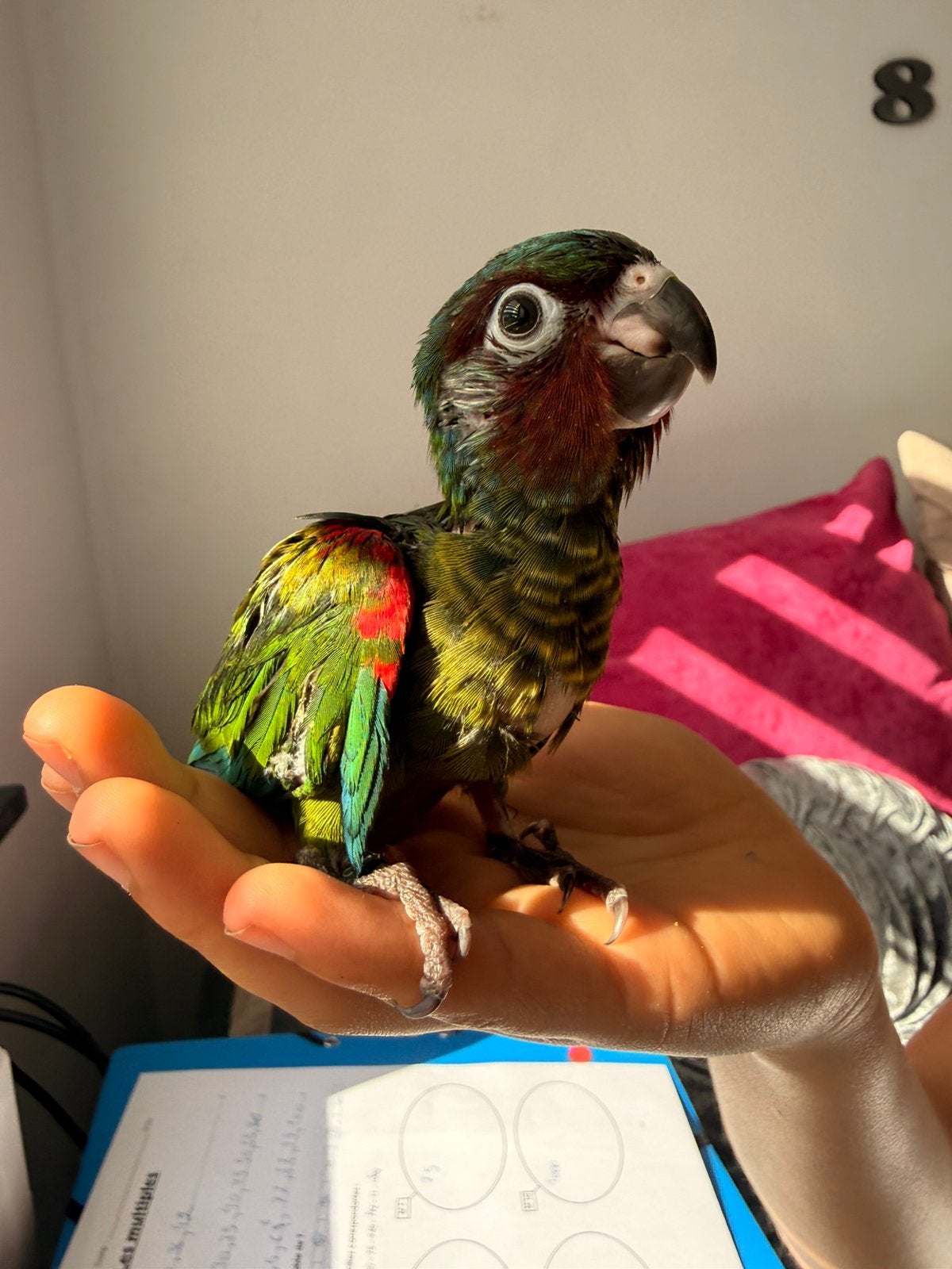 Conure emma, Animaux & Accessoires, Oiseaux | Accessoires, Enlèvement