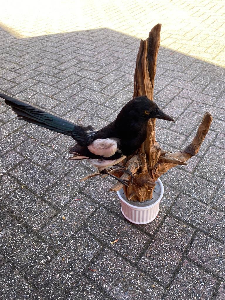 Opgezette ekster taxidermie