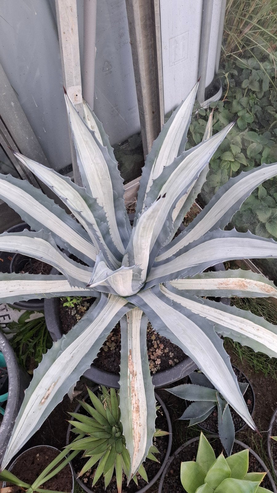 agave americana mediopicta te koop. grote en kleine, Ophalen of Verzenden