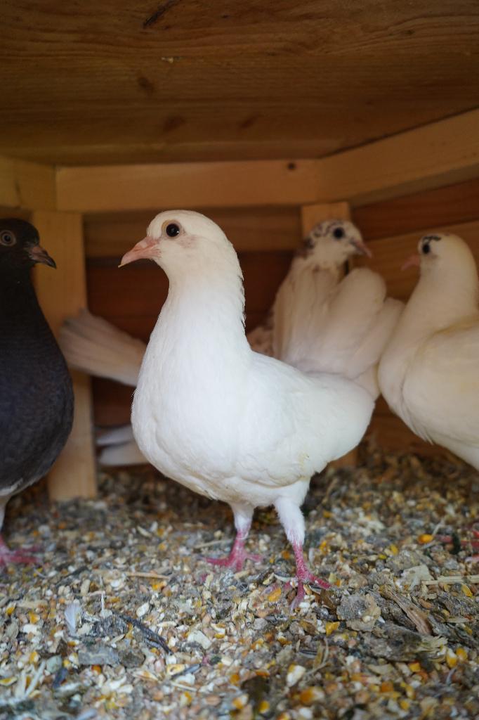 jonge witte pauwstaart, Dieren en Toebehoren, Vogels | Duiven, Geslacht onbekend, Overige soorten