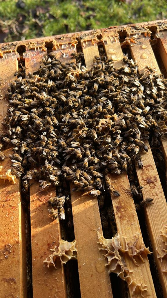 BijenVolk 2026 f1 dadant us carnica, Dieren en Toebehoren, Insecten en Spinnen, Bijen