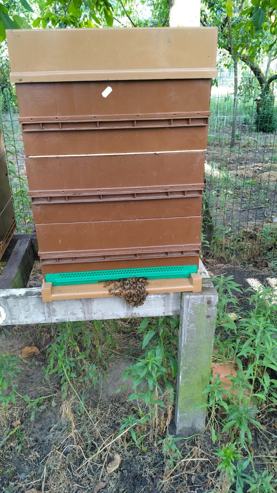 3 bijenvolken te koop., Dieren en Toebehoren, Bijen