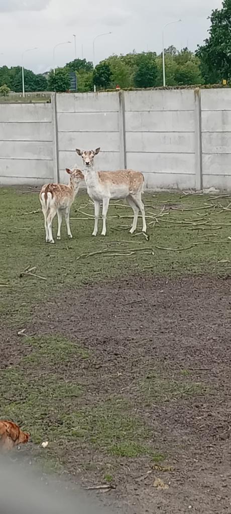 Damhert te koop, Dieren en Toebehoren, Overige Dieren, Juni, Mannelijk