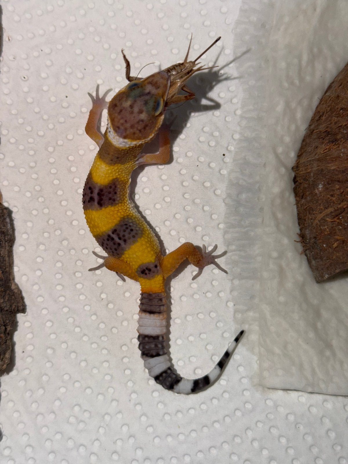 Black night x tangerine luipaardgekko vrouw