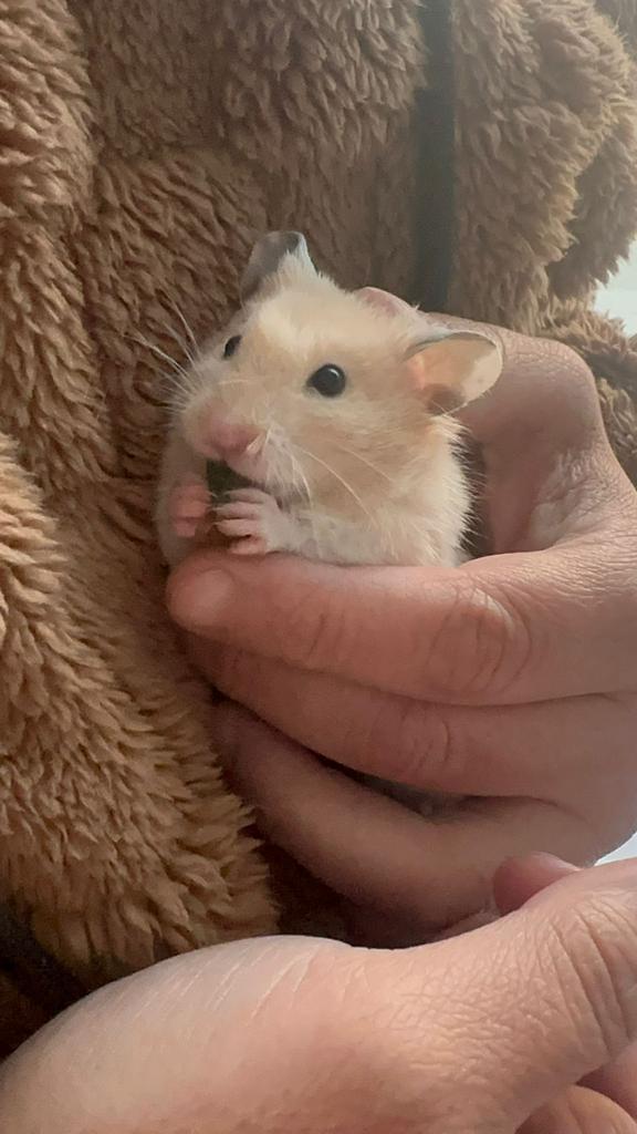 Hamster dore Hamster syrien à poil long, Hamster, Mâle, Février, Domestique