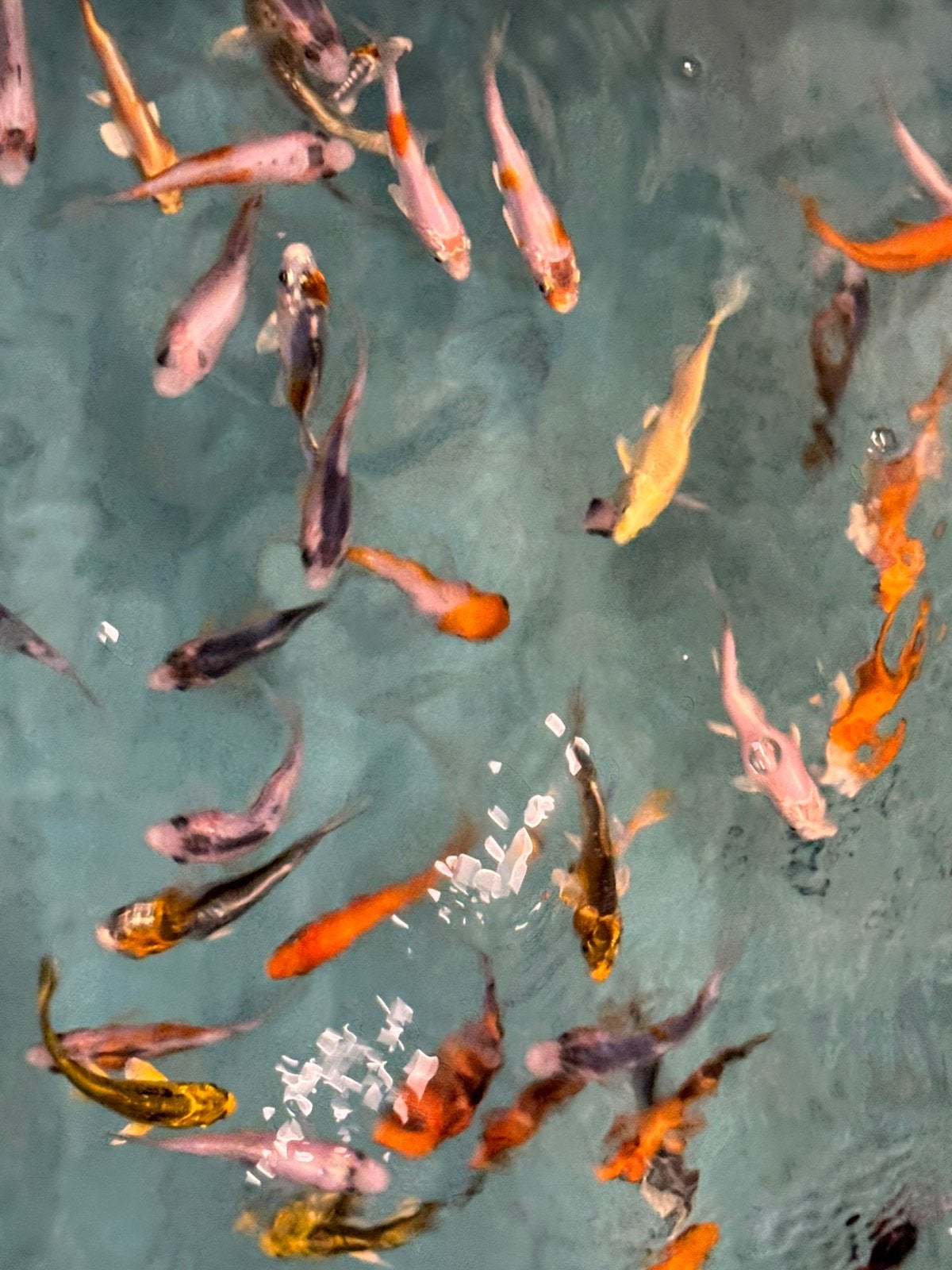 Koi 6-9 cm, Animaux & Accessoires, Poissons | Poissons d'étang