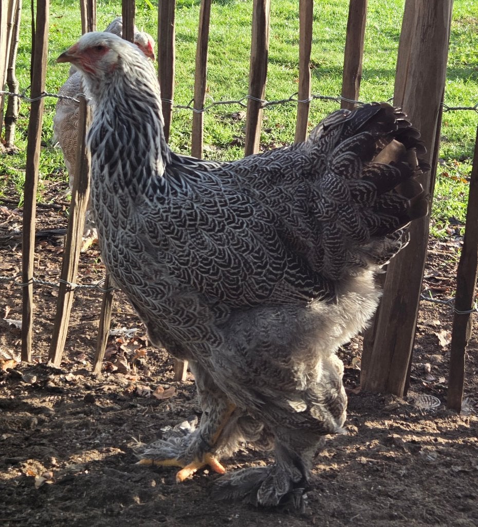 Brahma blauw zilver/zilverpatrijs hennen, Femelle, Poule ou poulet