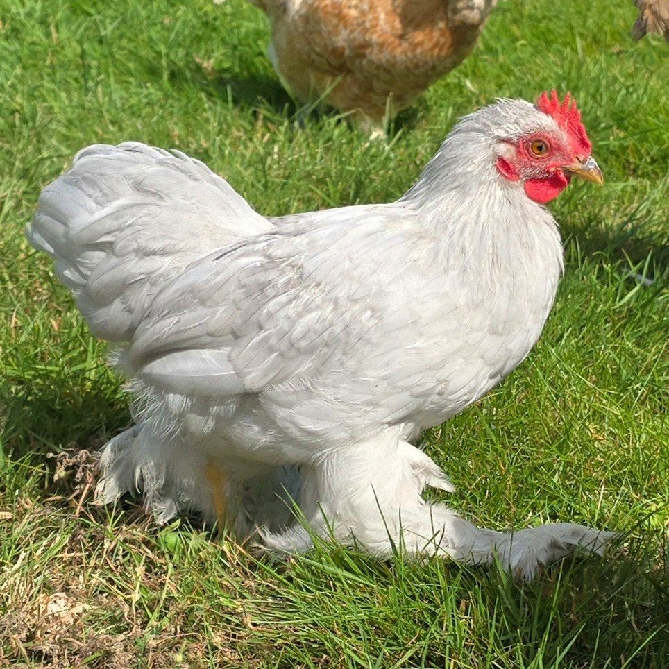 Jonge Cochin Kriel haan parelgrijs, Mannelijk, Kip