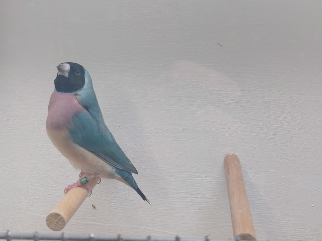 Gouldamadines Natuurbroed