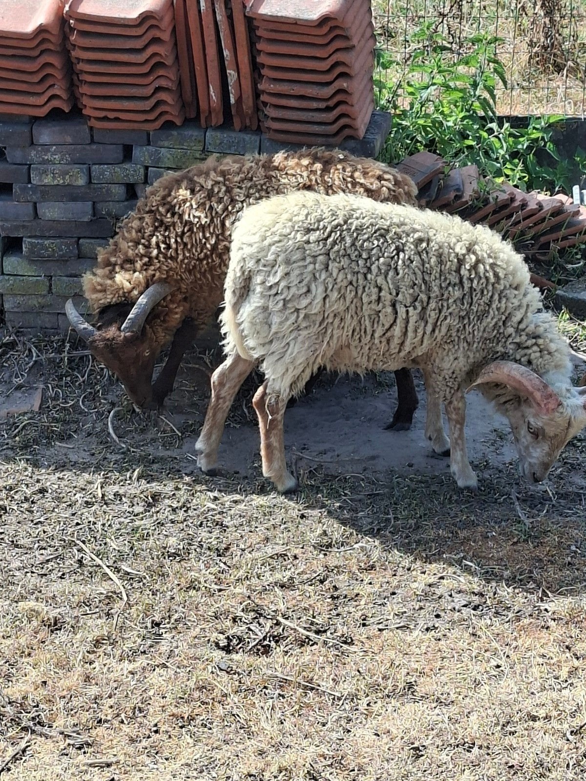 2 Ouessant rammetjes, Dieren en Toebehoren, Schapen, Geiten en Varkens