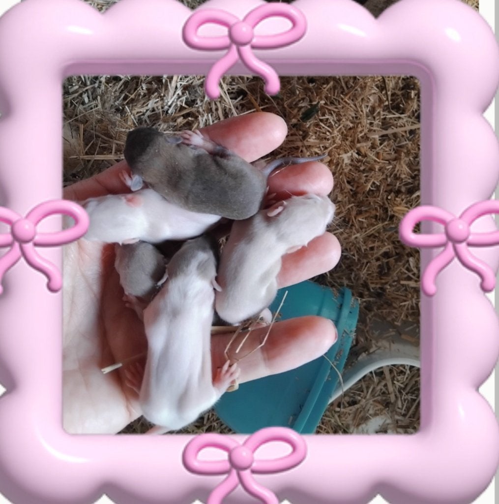 Handtamme dwergratjes, Rat, Juli, Meerdere dieren, Tam