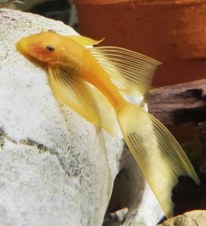 Lemon longfin ancistrus, Animaux & Accessoires, Poisson, Poisson d'eau douce
