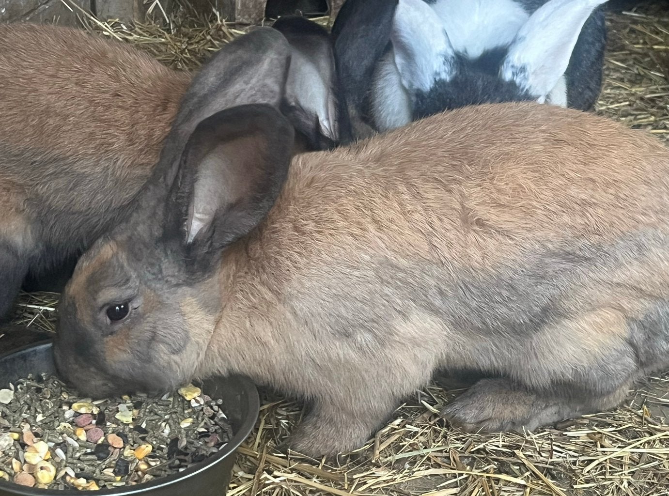 Vlaamse reuzen, Dieren en Toebehoren