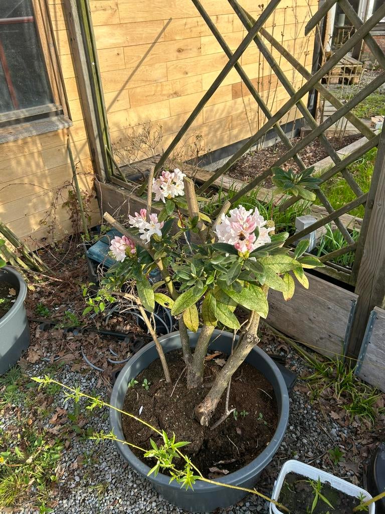 Oudere rhododendron in kuip., Tuin en Terras, Ophalen, Winter