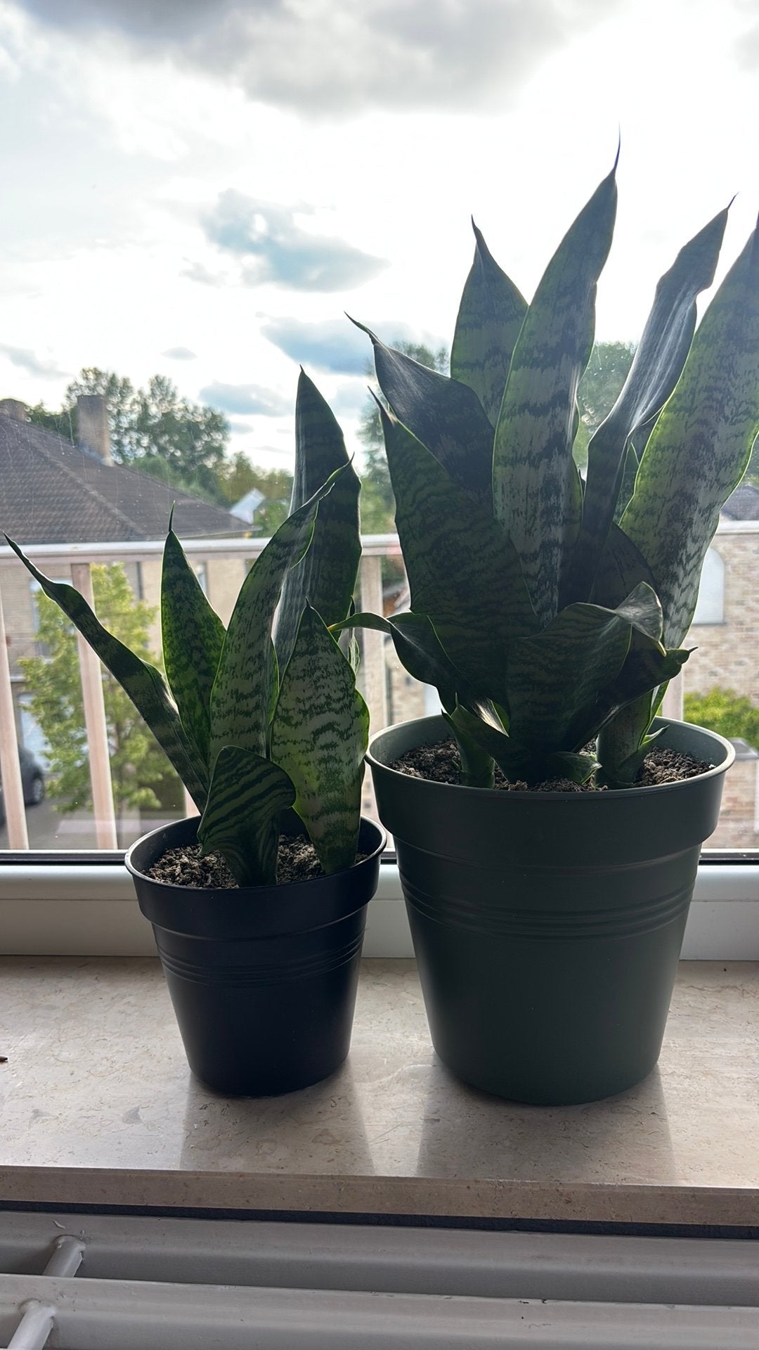 Ficus 30 cm, Huis en Inrichting, Kamerplanten, Ophalen, Ficus