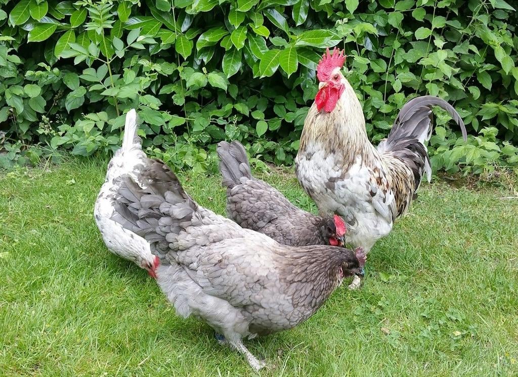 Silverudds blå broedeieren, zeldzaam ras, groene eitj, Dieren en Toebehoren