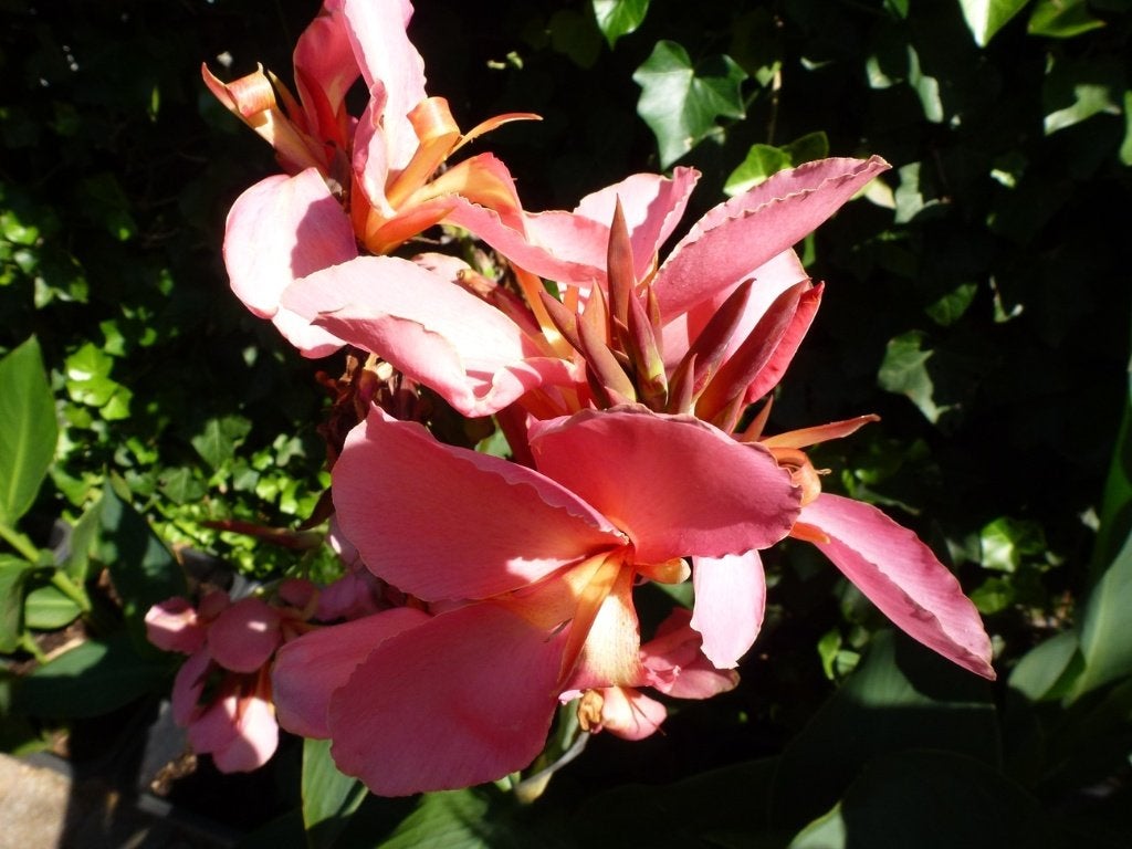 Canna (bloemriet) in meerdere kleuren (16), Autres espèces, Plein soleil, Été, Enlèvement