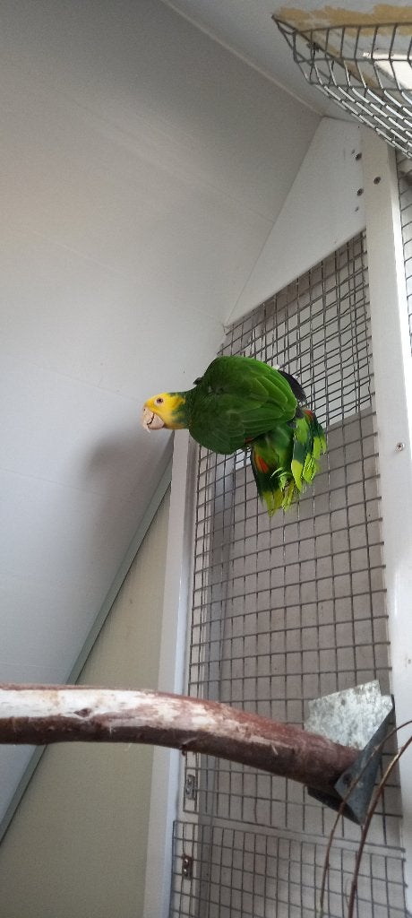 Dubbele geelkop amazone, Mannelijk, Papegaai, Geringd