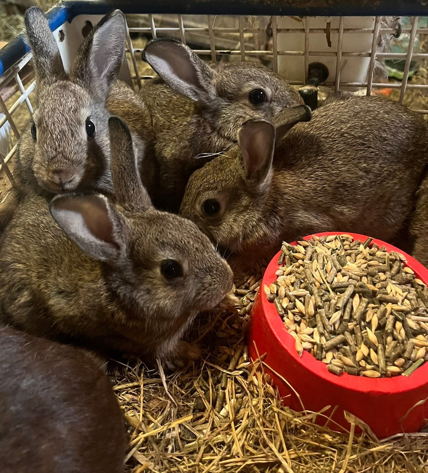 lapins, Animaux & Accessoires, Plusieurs animaux, Petit, 0 à 2 ans