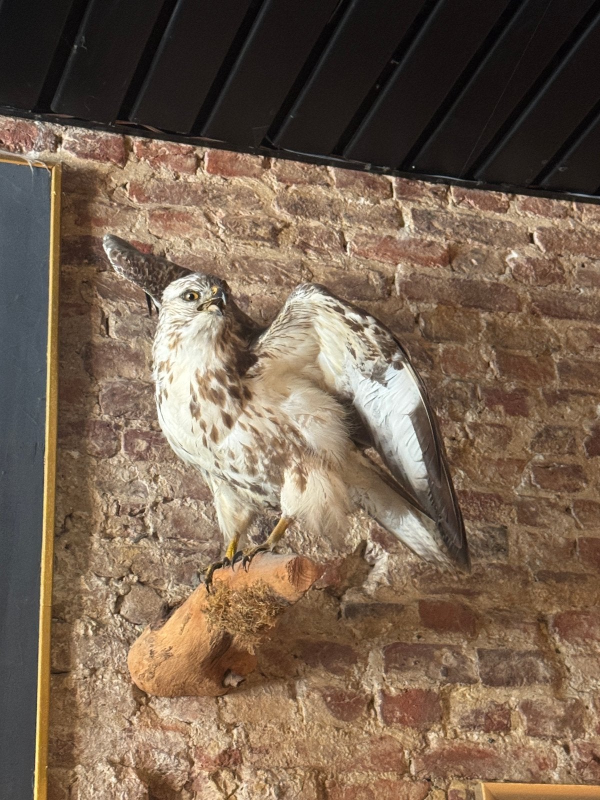 Taxidermy buizerd, Ophalen, Zo goed als nieuw, Wild dier, Opgezet dier
