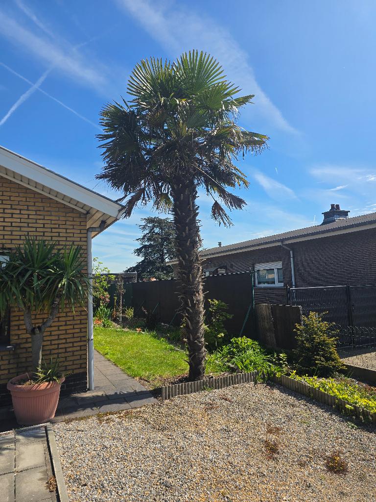 Palmier Trachycarpus fortunei, Jardin & Terrasse, Plantes | Arbres, Palmier, 400 cm ou plus, Plein soleil, Printemps, Enlèvement