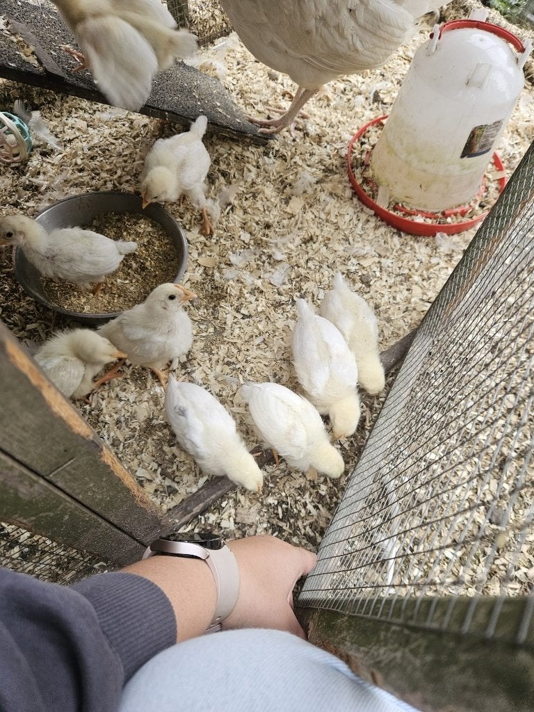 Kuikens van legkip te koop, Plusieurs animaux, Poule ou poulet