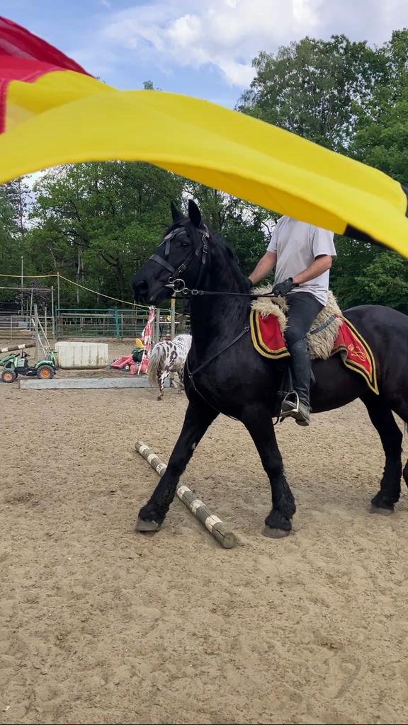 Super brave friese merrie, Dieren en Toebehoren, Paarden, Merrie, B, Minder dan 160 cm, 11 jaar of ouder, Recreatiepaard, Gechipt
