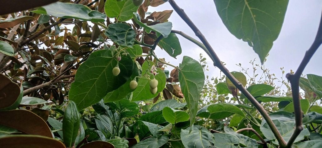 citrusbomen, Citronnier, En pot, Plein soleil, Enlèvement