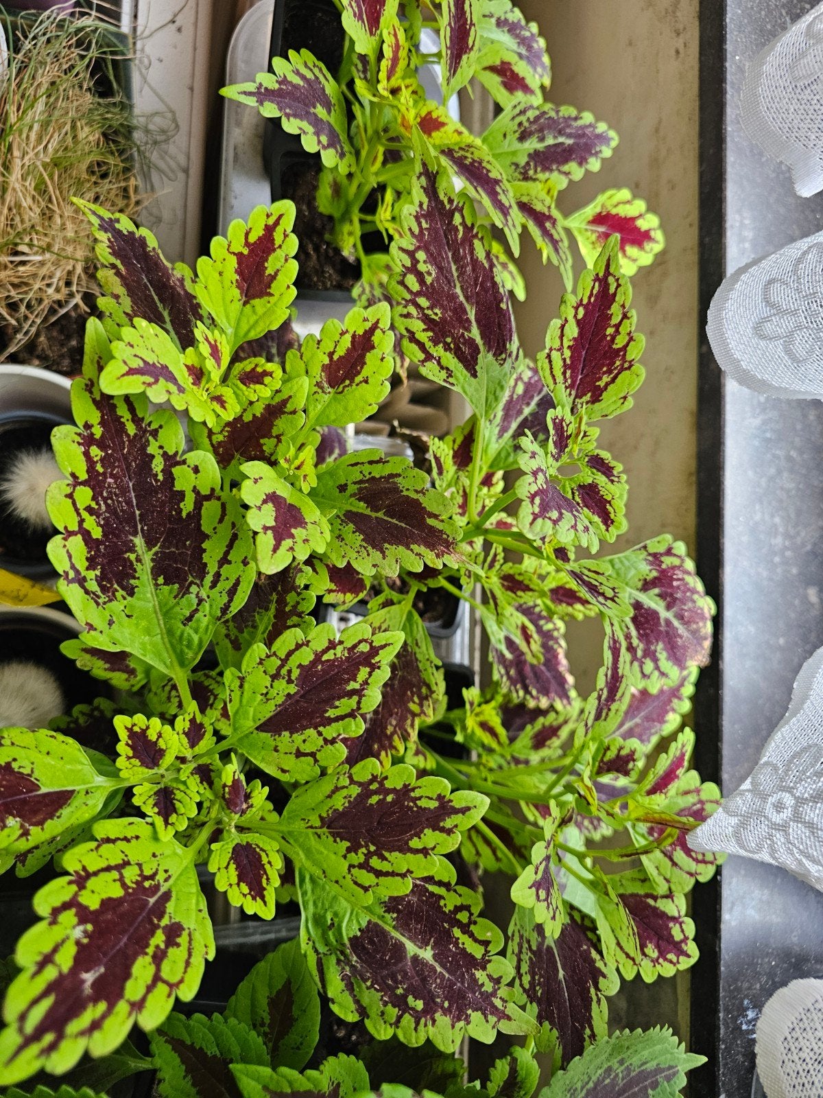 Coleus 3€ le pot, Maison & Meubles, Plantes d'intérieur, Enlèvement