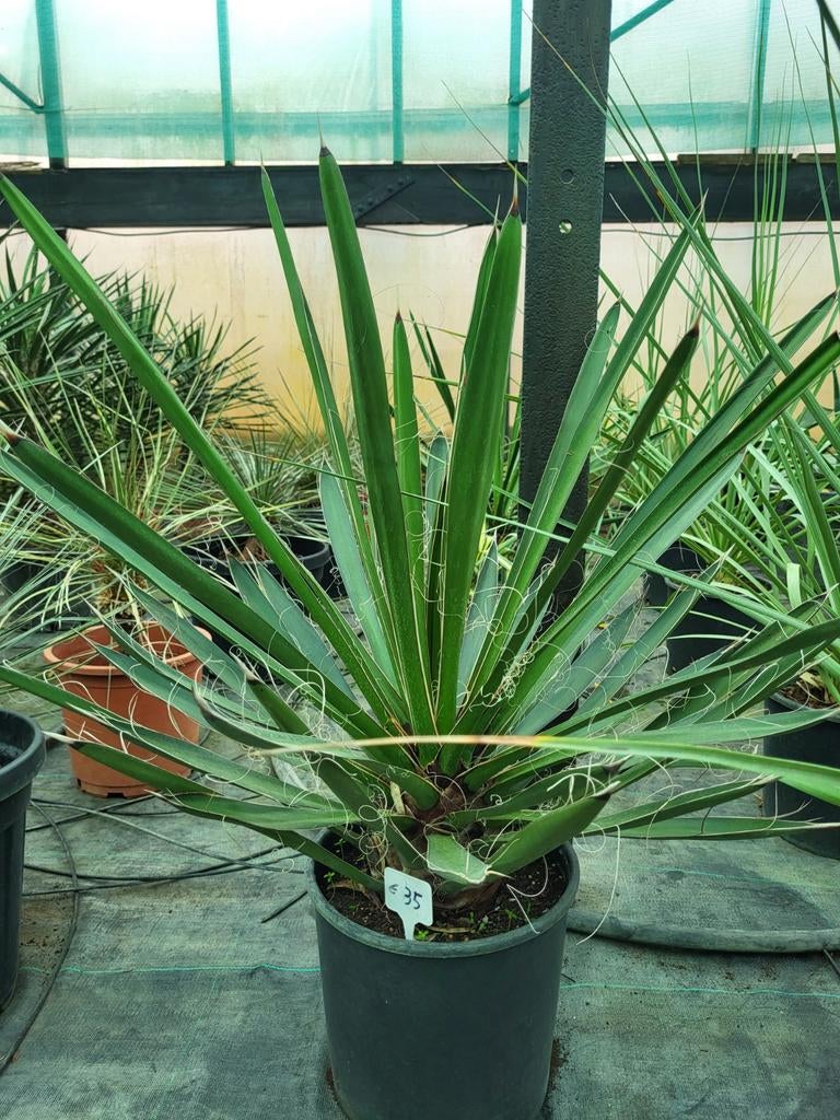 Yucca carnerosana 30/40 cm, Enlèvement