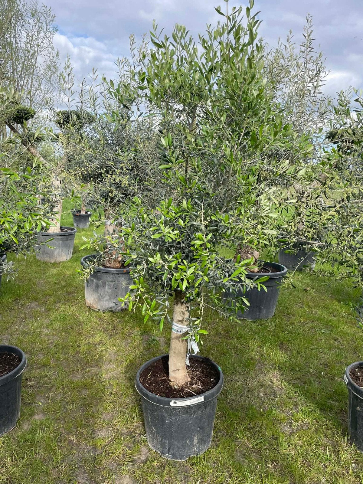 ‼️olijfbomen olea europaea aan stuntprijzen‼️, Tuin en Terras, Ophalen
