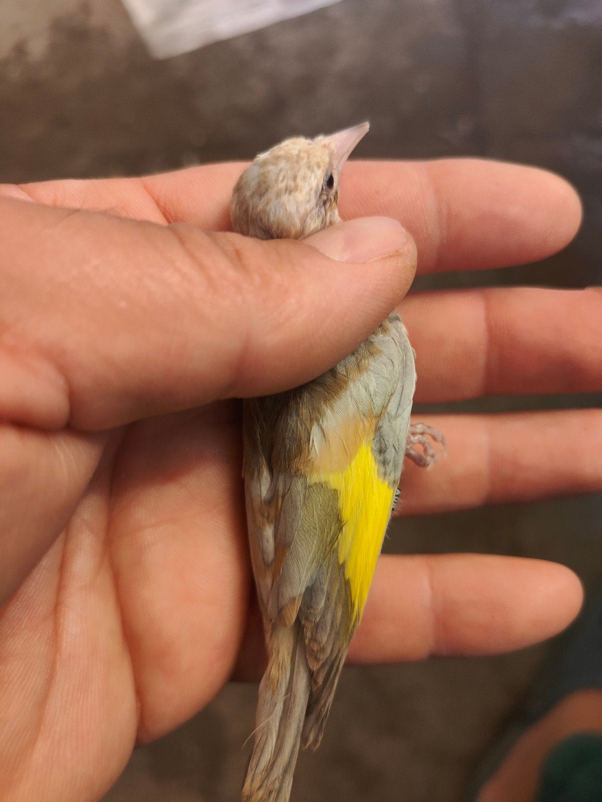chardonneret Damas 2026, Animaux & Accessoires, Oiseaux | Oiseaux Autre, Sexe inconnu, Oiseau chanteur sauvage, Domestique