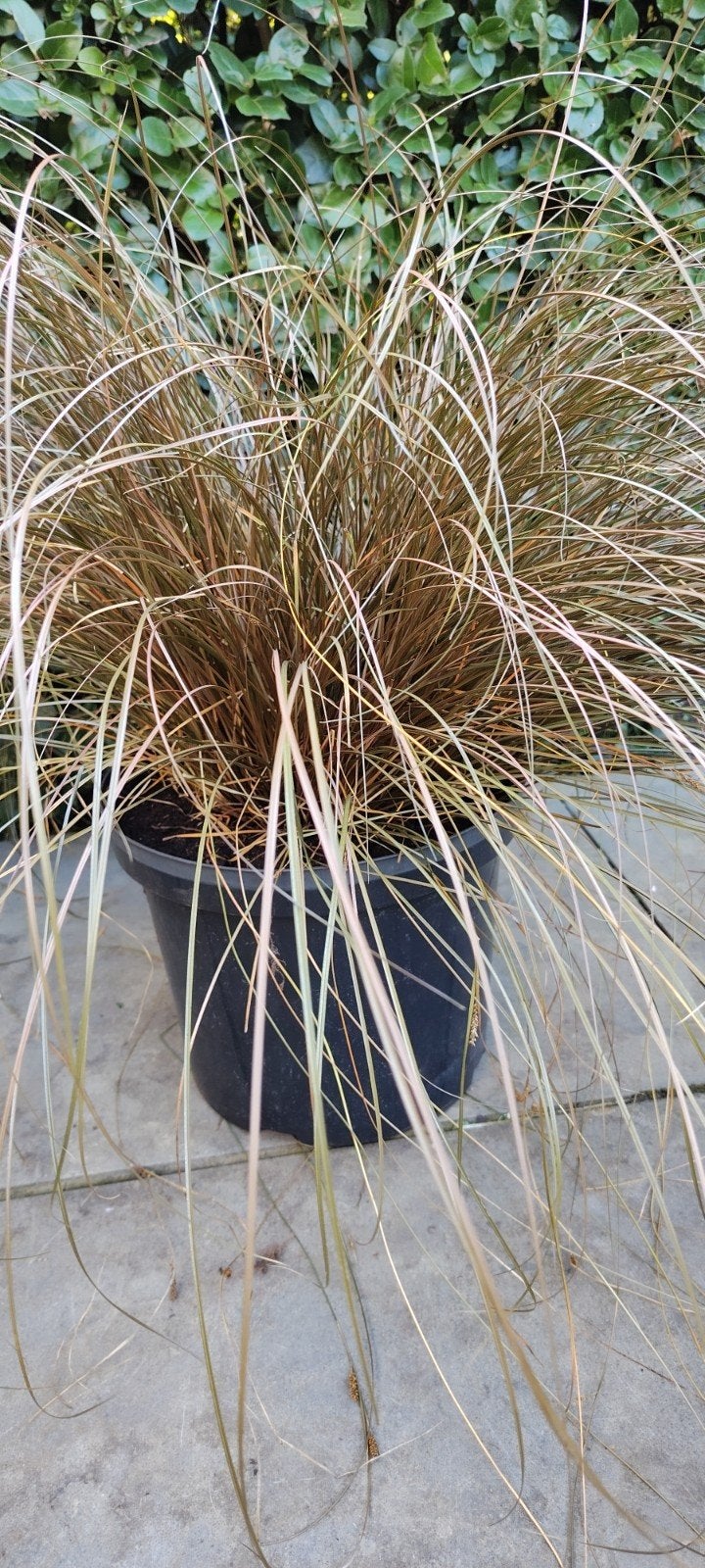siergras , carex flagellifera, Jardin & Terrasse, Enlèvement, Été, Plante fixe, Graminées ornementales