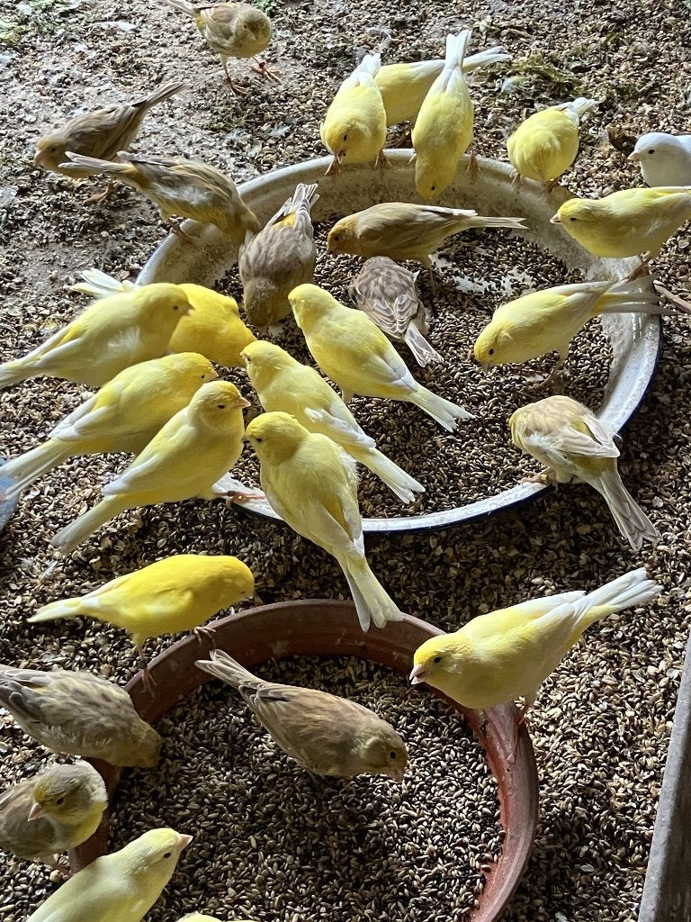 gele en bruine kanaries, Plusieurs animaux, Canari de couleur