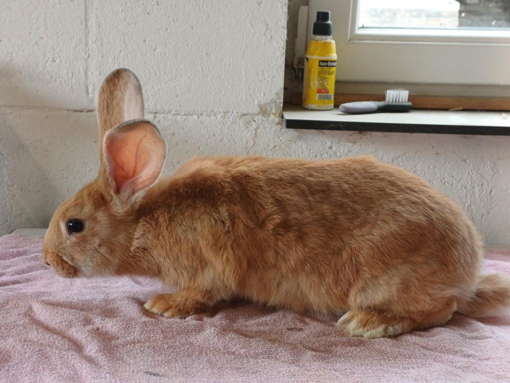 Gele Vlaamse reus, Dieren en Toebehoren, Konijnen, Mannelijk, Groot, 0 tot 2 jaar