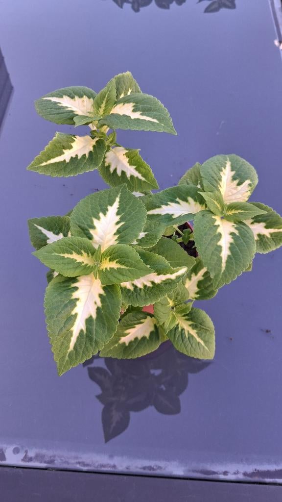 Siernetel coleus, Enlèvement