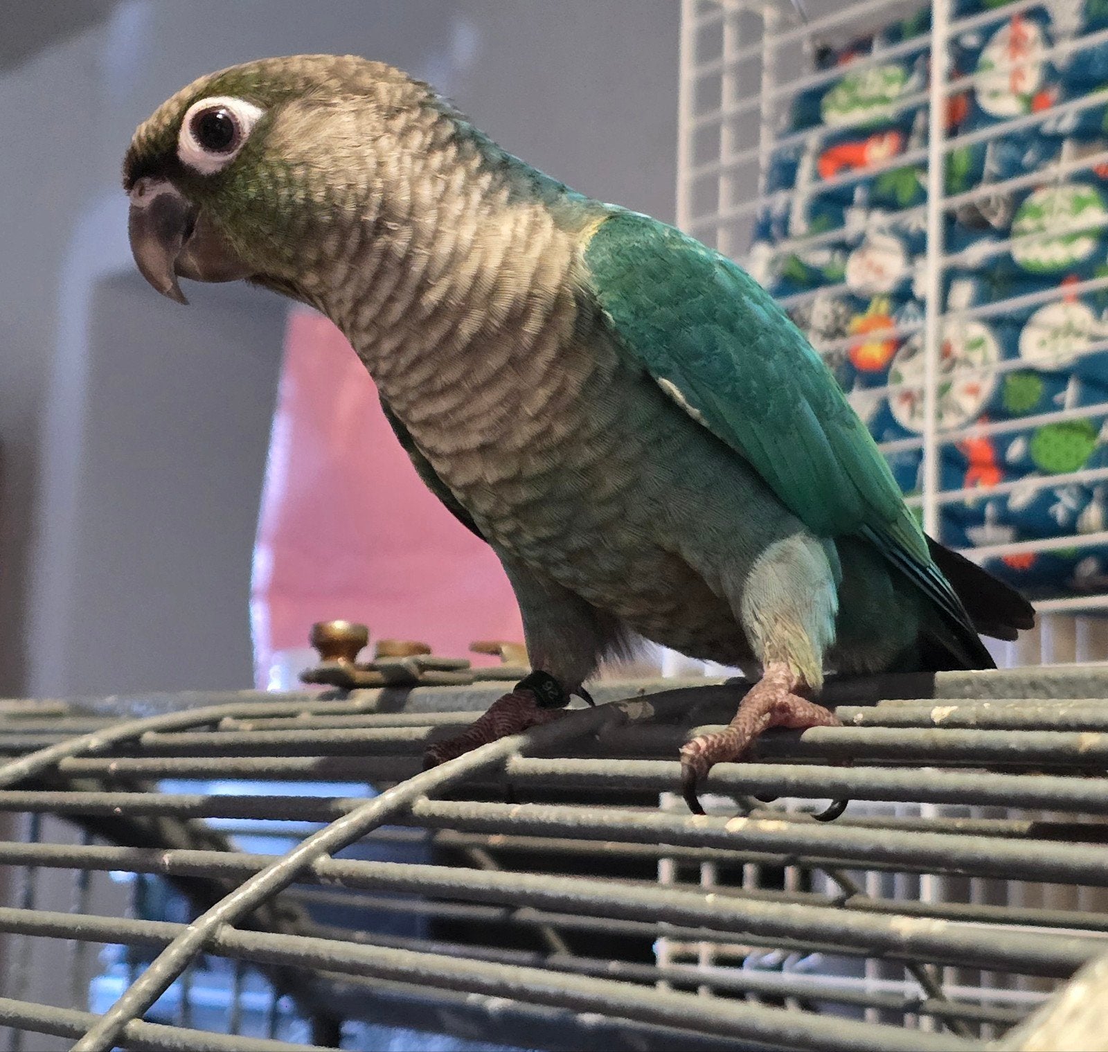 conure turquoise eam, Animaux & Accessoires, Mâle