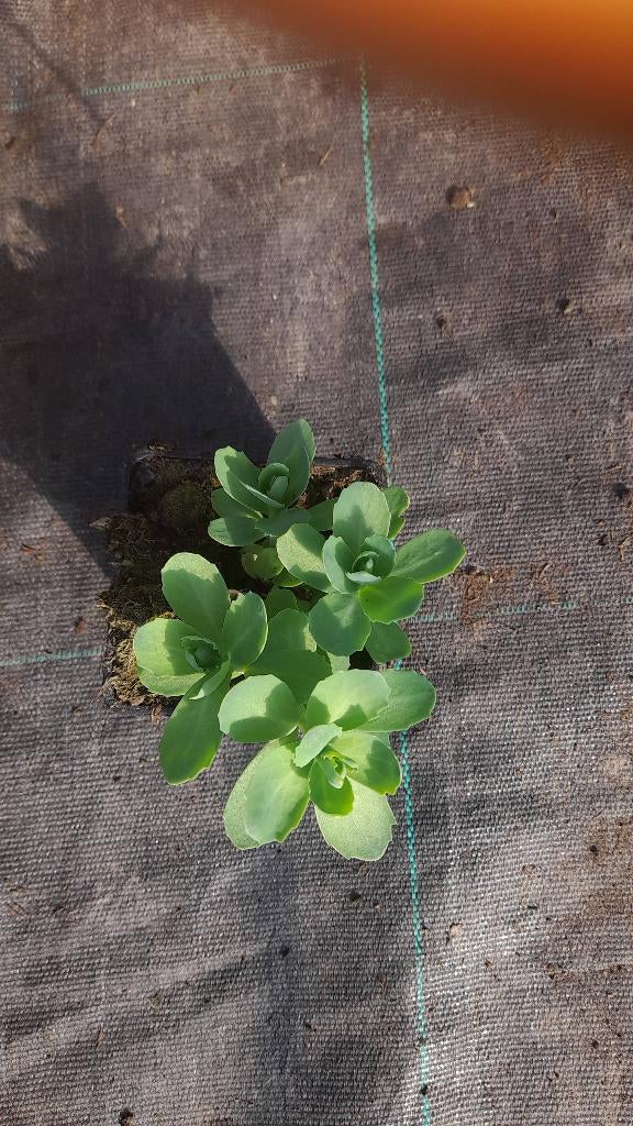 Hemelsleutel sedum, Tuin en Terras, Ophalen, Bodembedekkers, Volle zon, Vaste plant