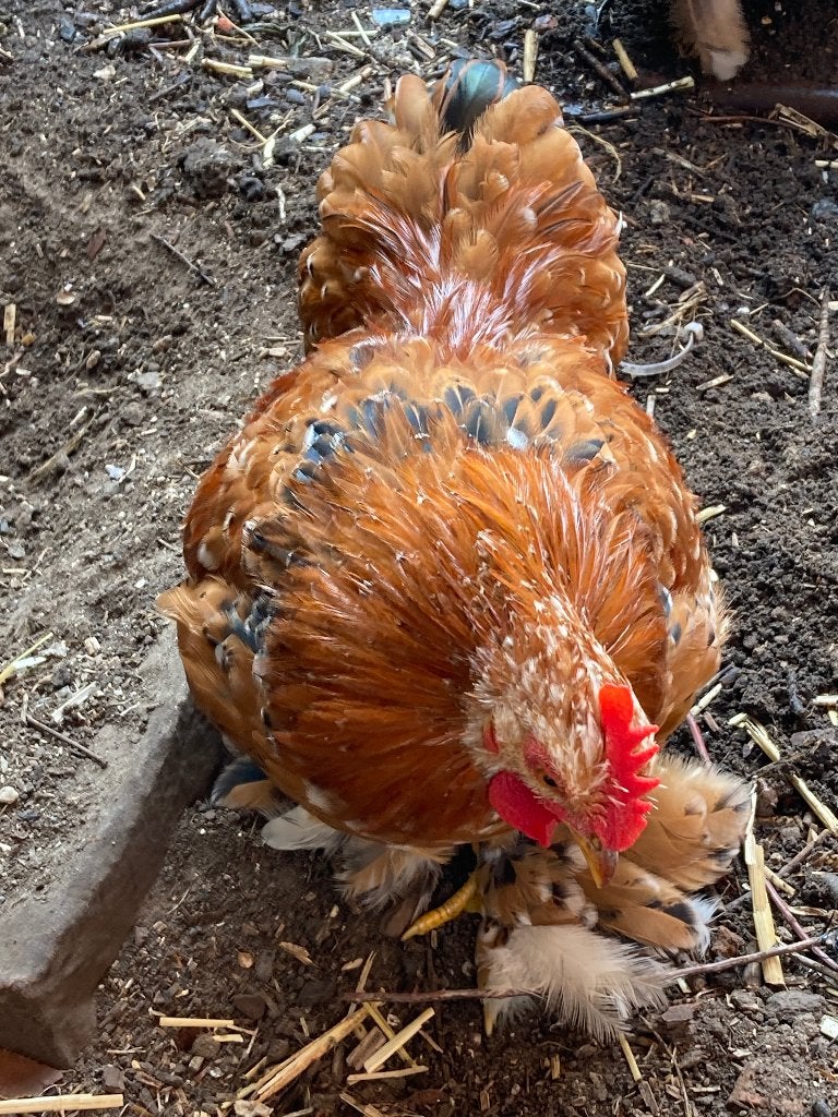 Cochin haantje, Mâle, Poule ou poulet