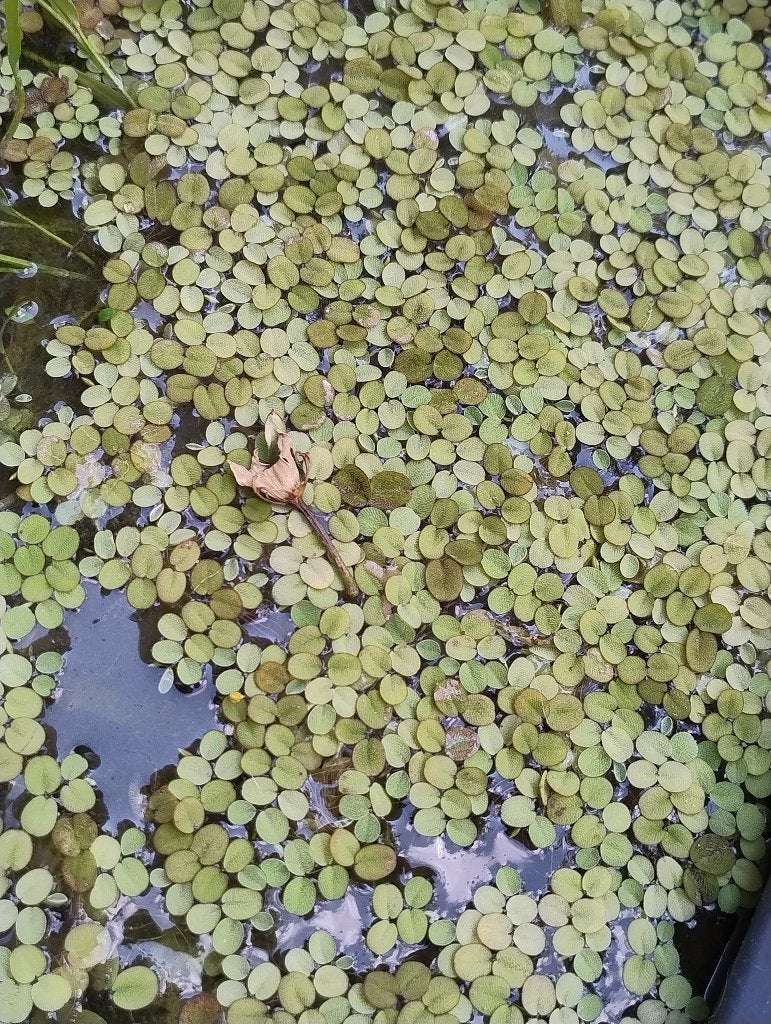 Vlotvarentjes, Dieren en Toebehoren, Vissen | Aquariumvissen, Overige typen, Zoetwatervis