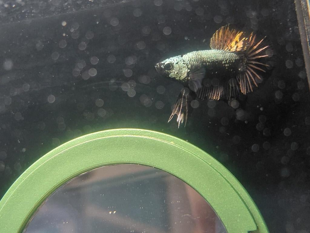 Samurai plakat betta man.1, Dieren en Toebehoren, Vis